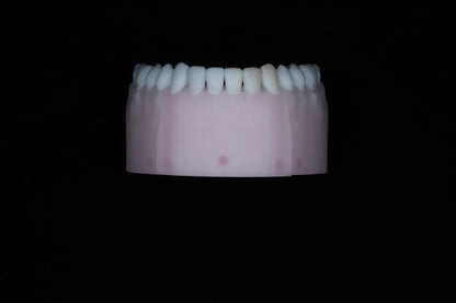 Base Model