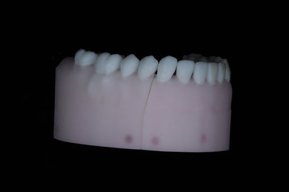 Base Model