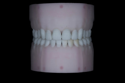 Base Model